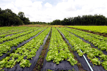 Fototapeta na wymiar Lettuce plantation in familiar farm.. Countryside of Sao Paulo state, Brazil