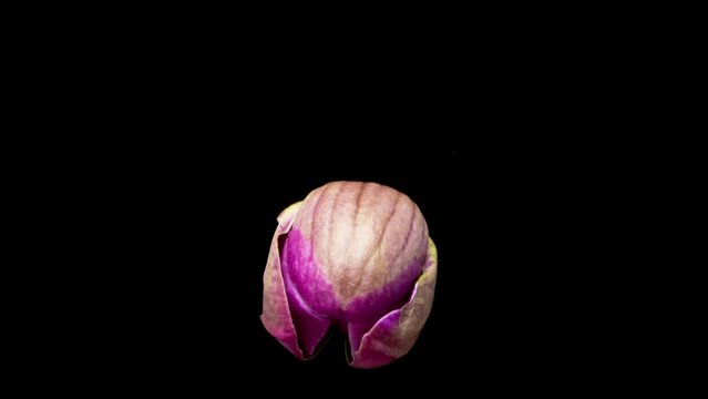 Close up time lapse of purple orchid flower blossoming on dark background viva magenta