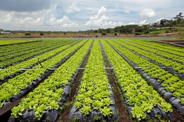 Lettuce plantation in familiar farm.. Countryside of Sao Paulo state, Brazil