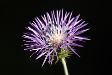 Flor no campo