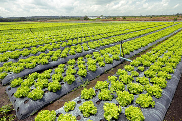 Lettuce plantation in familiar farm.. Countryside of Sao Paulo state, Brazil
