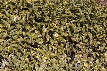 Beautiful texture of light Green and yellow brunches of silverberry or oleaster evergreen shrubs