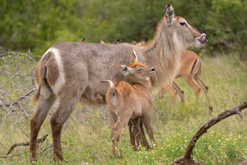 Waterbuck - Kobus ellipsiprymnus, cute goatling with mother with green background. Photo from Kruger National Park.