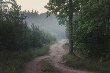 
A road in a green forest with fog, a panorama of the forest.  Landscape with a path in a foggy forest. Magical forest.