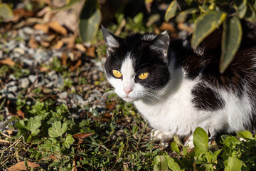 Portrait of a beautiful adult young black and white cat with big yellow eyes is on the blurred green background