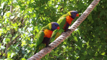 Parrot
