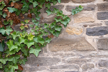 Detail of a historical wall with ivy leaves