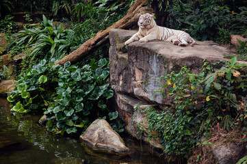 Wildlife. White albino tiger at Singapore Zoo.