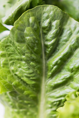 Fresh green romaine lettuce salad closeup