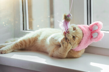 an Easter domestic cat in a hat with bunny ears, a British breed of peach color, is playing on the...