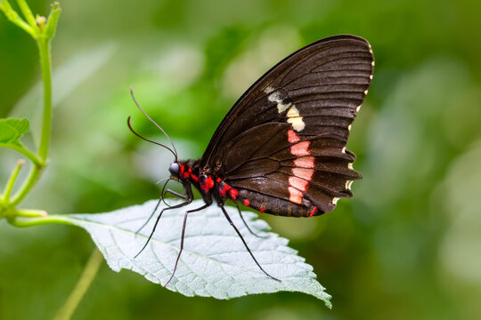  Macro shots, Beautiful nature scene. Closeup beautiful  Parides aglaope  butterfly sitting on the flower in a summer garden.