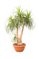 Cut out elephant foot plant in a pot, home decoration isolated
