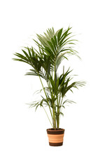 Cut out kentia plant in a pot, home decoration isolated