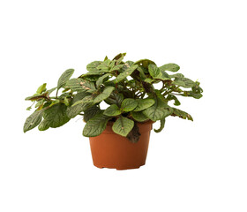 Cut out money plant in a pot, home decoration isolated