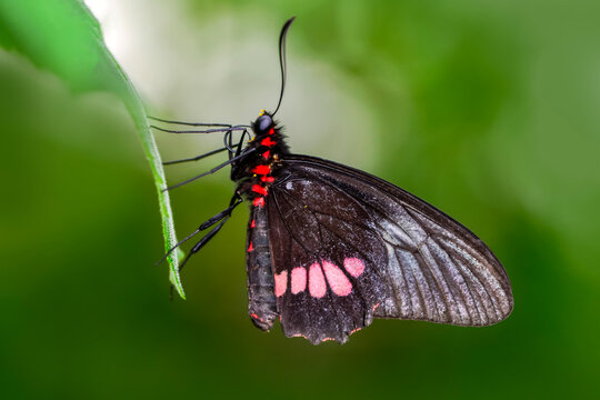  Macro shots, Beautiful nature scene. Closeup beautiful  Parides aglaope  butterfly sitting on the flower in a summer garden.