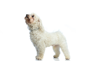 Bichon dog curious about what's up there