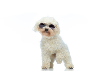 Bichon dog posing like a boss