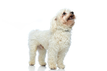 Bichon dog panting and looking up