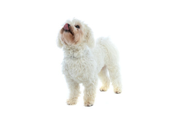 Bichon dog licking his mouth and looking up
