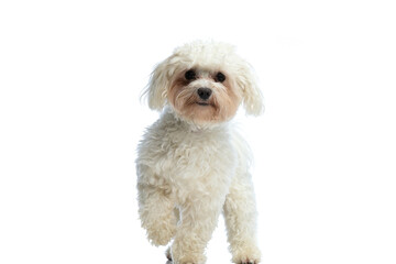 Bichon dog raising one paw and posing - obrazy, fototapety, plakaty