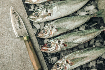 freshness concept by whole white seabass fish on top of cutting board