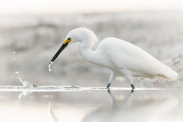 Adult Snowy egret (egretta thula) feeding on small crustaceans on beach in Naples Florida, USA