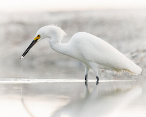 Adult Snowy egret (egretta thula) feeding on small crustaceans on beach in Naples Florida, USA