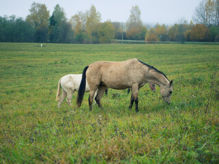 a beautiful horse grazes in a pasture in the early morning mist, the horse eats grass