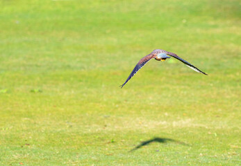 Falcon flying away above green grass
