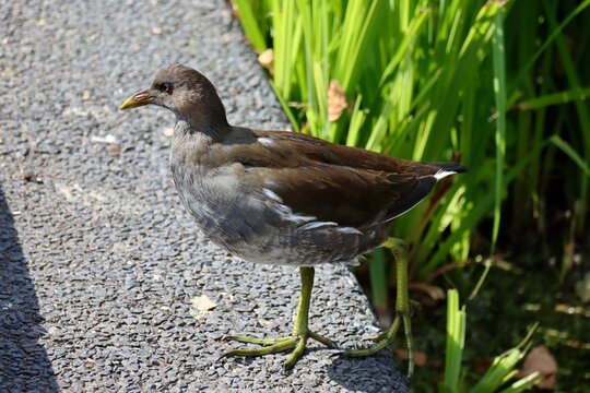 Female of the little crake - Zapornia parva - waterbird of the family Rallidae seen in Dusseldorf city, Germany
