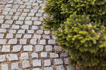 Pavement road and green spruce bush
