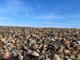 shells and pebbles on the beach