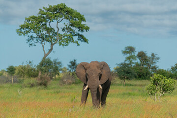 Fototapeta premium Landscape with African bush elephant - Loxodonta africana also known as African savanna elephant with green vegetation in background. Photo from Kruger National Park in Kruger.