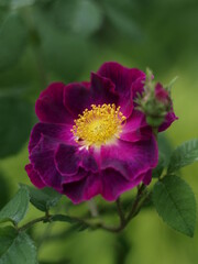 pink magenta rot Gallica Rose Tuscany mit gelben Staubgef&auml;&szlig;en Bokeh Effekt vor gr&uuml;nem Hintergrund