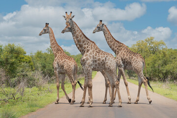 Four south African giraffes or Cape giraffes - Giraffa giraffa or camelopardalis giraffa crossing road at Kruger National Park in South Africa.