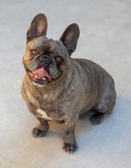 6-Year-Old Brindle Male Frenchie Panting. Concrete Patio in Northern California.