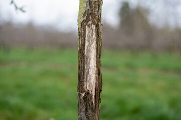 Close up of an apple tree trunk that has been chewed by a deer