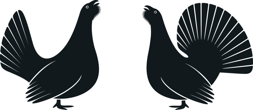 Western capercaillie, wood grouse logo. Isolated capercaillie on white background. Bird