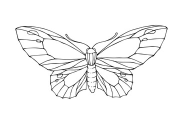 Linear sketch, coloring of night moths, butterflies.Vector graphics.