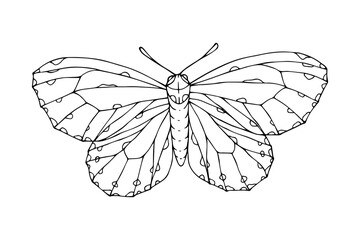 Linear sketch, coloring of night moths, butterflies.Vector graphics.