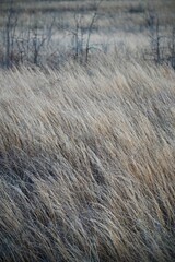 grass in the wind