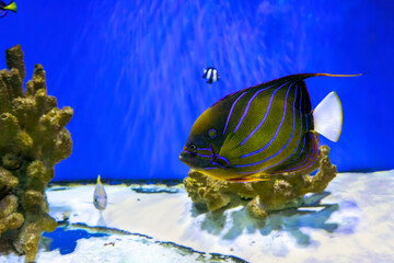 Beautiful fish Bluering angelfish, Pomacanthus Annularis in blue aquarium water. Tropical fish on...