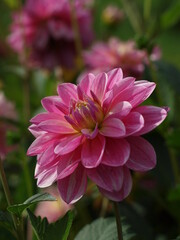 Fototapeta premium Dahlie Blüte pink rosa im Garten Nahaufnahme