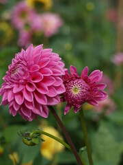 Dahlie Blüte pink rosa im Garten