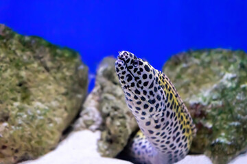 Gymnothorax favagineus or laced moray fish swimming out of its hiding place. Honeycomb Moray Eel in aquarium, oceanarium pool with coral reef