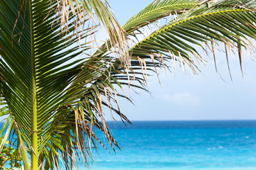 Palm tree on caribbean sea beach. Travel destination