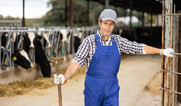 Confident middle-aged owner of farm standing with rake during hardworking in dairy cow farm