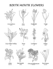 Fototapeta na wymiar Set of flower line art. Carnation, daffodil, larkspur, rose, tulip, lily of the valley, aster hand drawn black illustrations isolated on white. Birth month flowers for jewelry, tattoo, logo, wall art.
