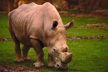 Obraz premium African rhinoceros eating grass in the savanna
