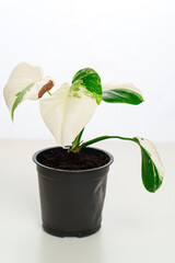 Monstera variegated alba in a pot on a white background.